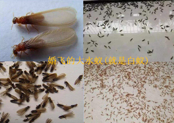 花都区白蚁防治中心,广州花都灭白蚁公司,彻底消杀白蚁专家