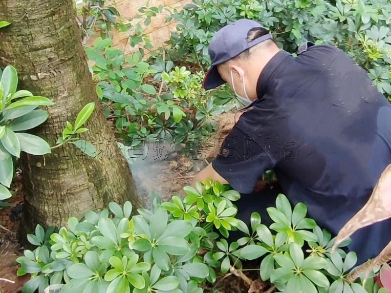 深圳福永灭白蚁公司_宝安区福永白蚁防治中心灭白蚁卫城您的放心选择