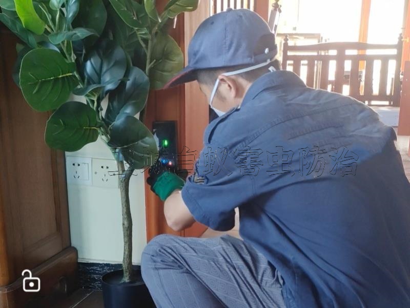 惠州白蚁防治,惠城灭白蚁公司,惠阳治理白蚁服务