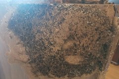 惠州白蚁防治,惠州白蚁防治公司-白蚁侵入房屋的途径解析