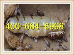 博罗白蚁防治找专业白蚁公司-惠州卫城白蚁防治有限公司